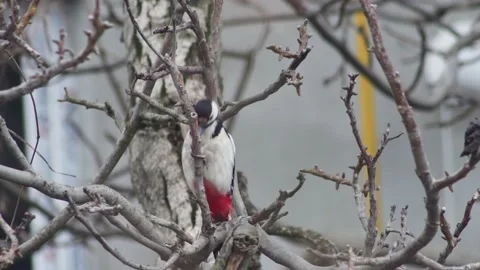 A woodpecker knocks with its beak on a branch of a walnut tree, in the town Vídeos de archivo 231455089