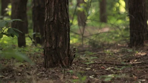 Woodpecker knocks on a tree in the forest with its beak Stock Footage 197018457