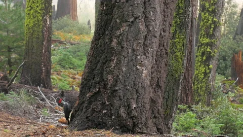 Woodpecker knocks on a tree trunk in the forest, Sequoia national park, 4k Stock Footage 105062426