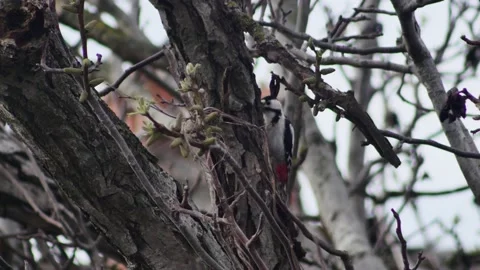 A woodpecker knocks on a walnut tree looking for food Vídeos de archivo 238967511