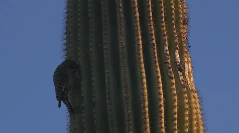 Woodpecker on Large Cactus Stock Footage 49633153