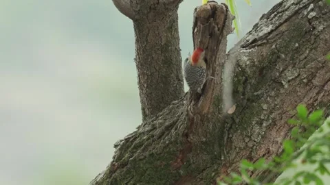 A woodpecker moves energetically between trees while searching for food Vídeo Stock 338239093
