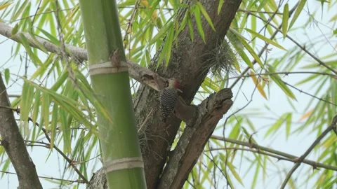 A woodpecker moves energetically between trees while searching for food Video stock 338239095