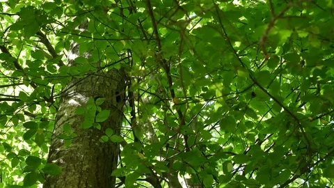 Woodpecker nest. Video stock 116792182