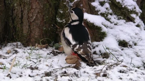 Woodpecker with nut in front of a tree trunk Stock Footage 300581095