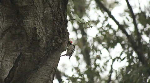 Woodpecker in oak tree Stock Footage 1057947