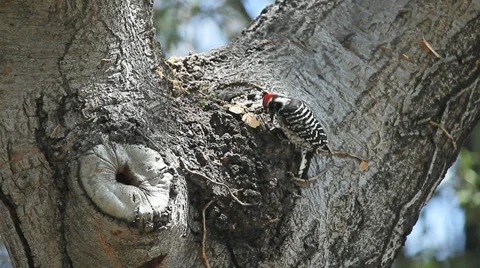 Woodpecker on oak tree Stock Footage 39415500
