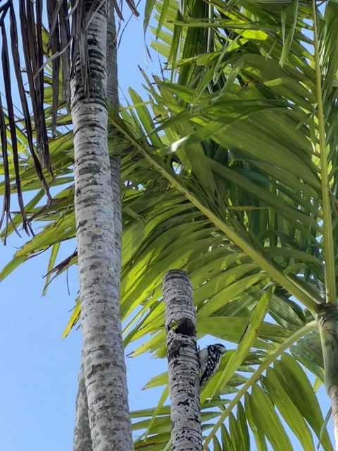 Woodpecker on palm tree Stock Footage 277913372