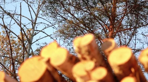 Woodpecker pecking cones on a tree behind a woodpile Stock Footage 62343336