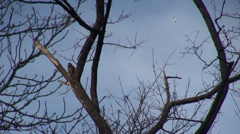 Woodpecker pecking his feathers on a tree, bird feeding, forest, woods, winter Stock Footage 33720635