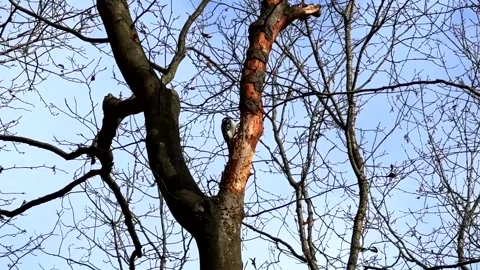 Woodpecker Pecking Old Tree Stock Footage 300603889