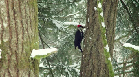 Woodpecker Pecking on a Pine Tree in Forest While Winter Snow Falls Vidéo 36832559