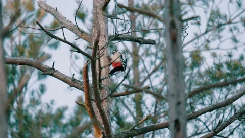 Woodpecker pecking a pinecone 스톡 동영상 234781800