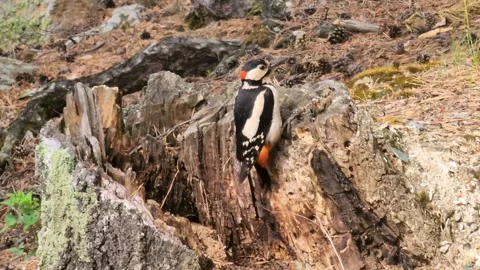 Woodpecker pecking at tree bark searching for insects in a bright natural enviro Stock Footage 346644240