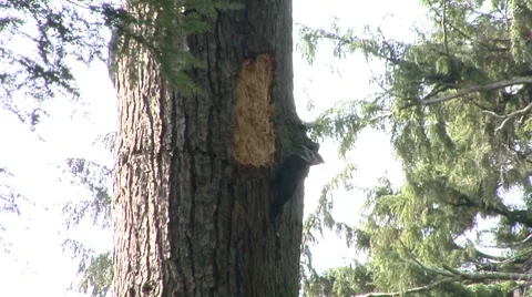 Woodpecker pecking a tree Stock Footage 8677669