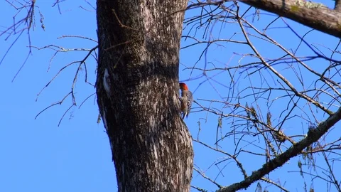 Woodpecker pecking at a tree Stock Footage 108516817