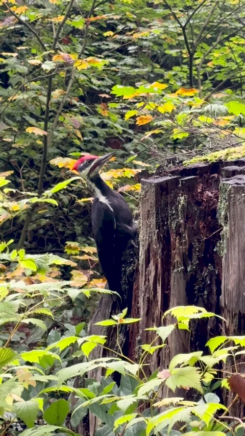 Woodpecker Pecking Tree Trunk in Dense Forest Vertical Wildlife Video Stock Footage 333716626