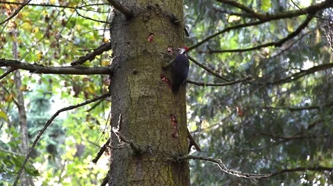 Woodpecker Pecking on a Tree Trunk 库存影片 62581783