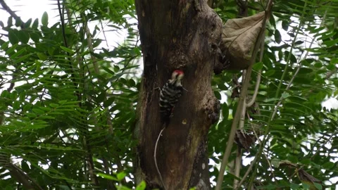 Woodpecker Pecking Tree Trunk in Forest Stock Footage 311721883