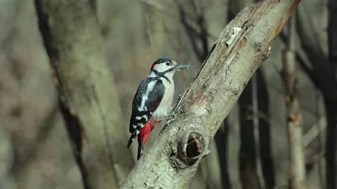 A woodpecker pecking at a tree  while sitting on a thick branch. Close up Stock Footage 304677440