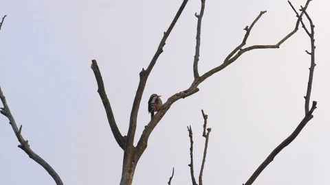 Woodpecker Perched on Bare Tree Branch in Slow Motion Stock Footage 336960620