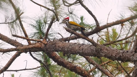 Woodpecker perched on pine tree branch pecking for insects in natural Stock-Footage 274405101