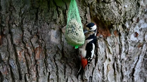A woodpecker is perched on a tree, pecking at a net full of food hanging from Stock Footage 338307447