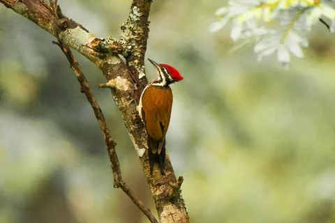 A Woodpecker perched on a tree Stock Photos