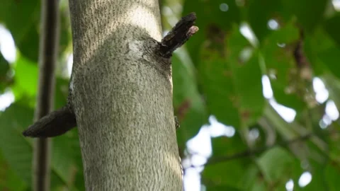 Woodpecker perched on tree trunk Stock Footage 320015741