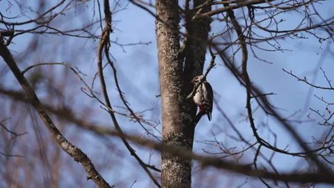 Woodpecker perched on a tree trunk, showcasing its distinctive plumage and Stock Footage 317551134