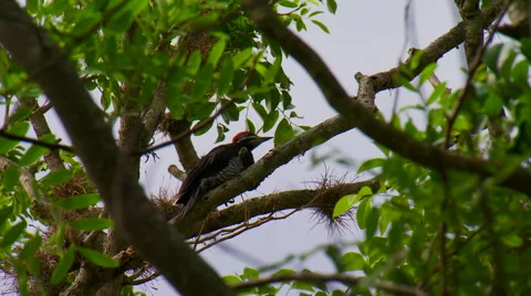 Woodpecker perching on branch Stock Footage 57814534