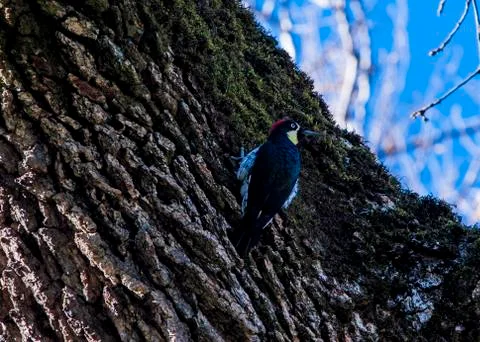 Woodpecker Stockfoto's