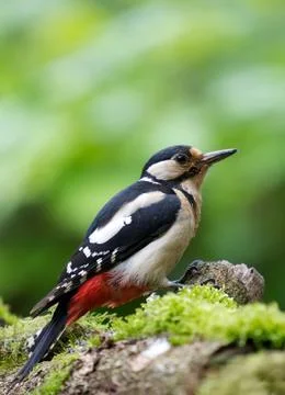 Woodpecker Stock Photos