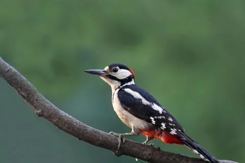 Woodpecker Stock Photos