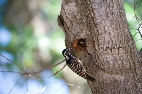 Woodpecker Stock Photos