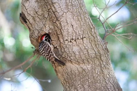 Woodpecker Stock Photos