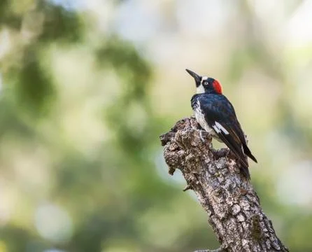 Woodpecker Stockfoto's