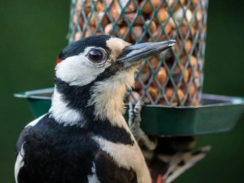 Woodpecker Stock Photos