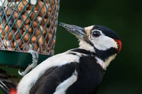 Woodpecker Stock Photos
