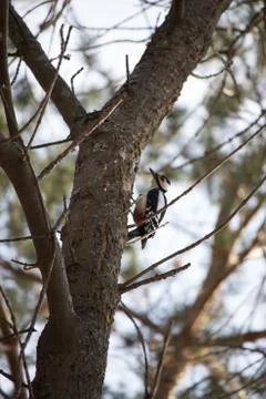 The  woodpecker 스톡 사진