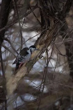 The  woodpecker Stock Photos