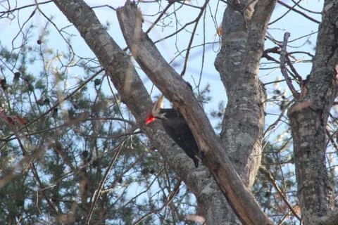 Woodpecker 库存照片