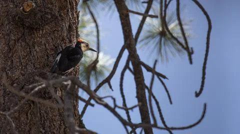 Woodpecker Stock Photos