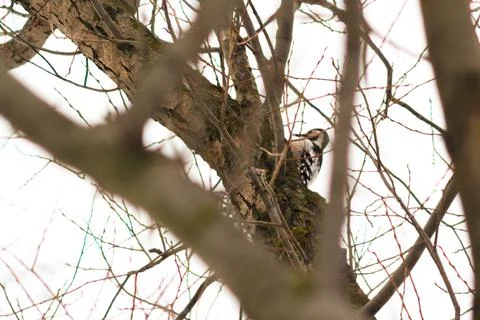 Woodpecker Stock Photos