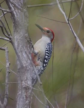 Woodpecker Stock Photos