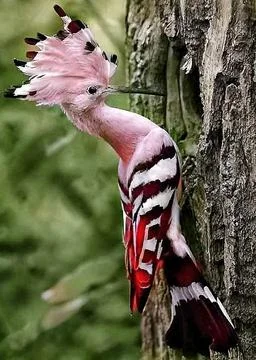 Woodpecker Stock Photos