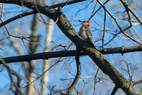 Woodpecker Stock Photos
