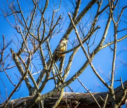 Woodpecker Stockfoto's