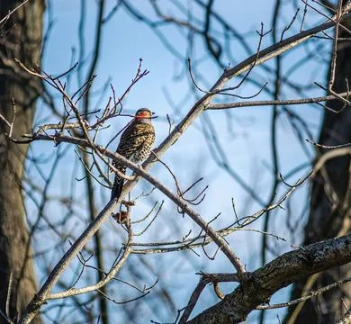 Woodpecker Stockfoto's