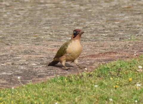 Woodpecker Stock Photos